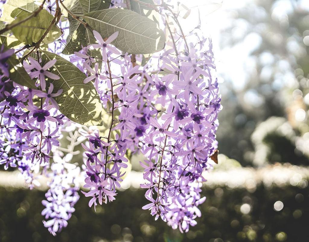 Noosa Valley Manor B&B Doonan エクステリア 写真