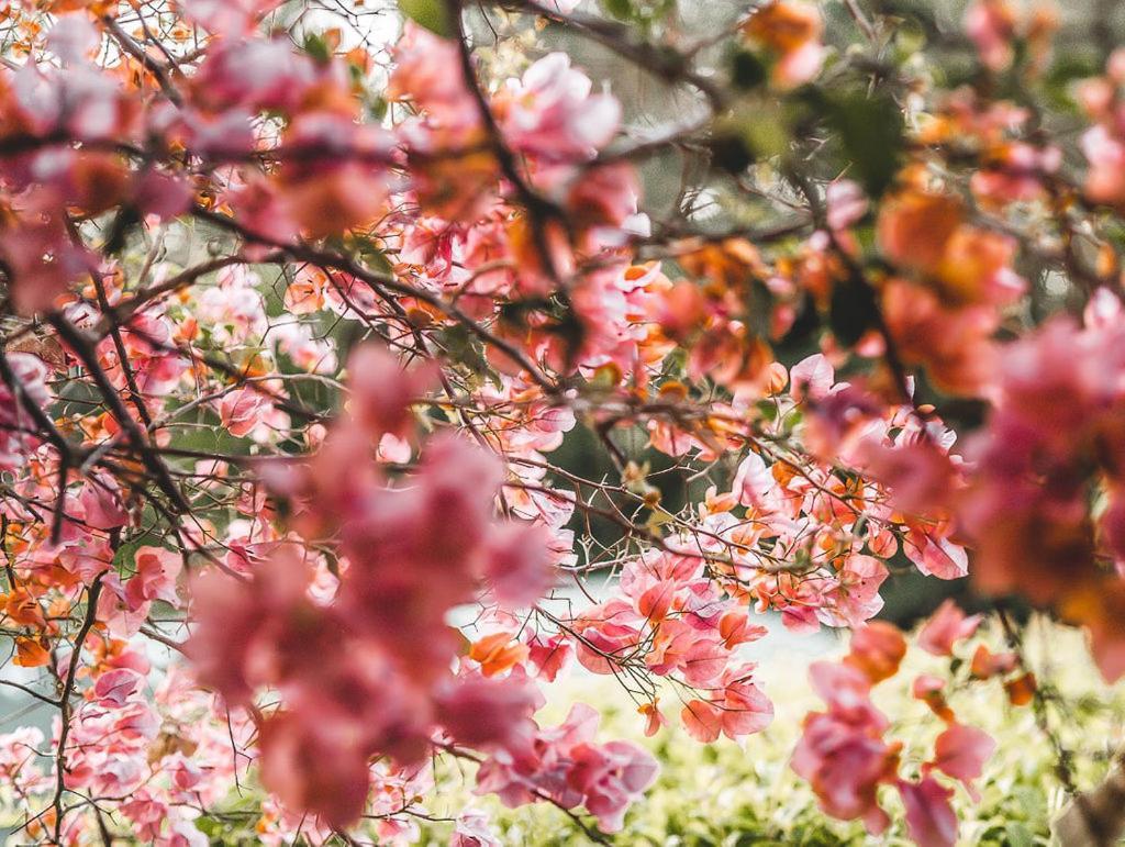Noosa Valley Manor B&B Doonan エクステリア 写真